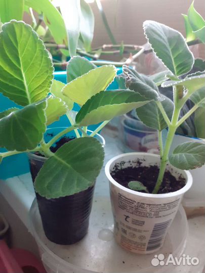 Глоксиния махровая