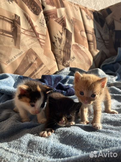 Котята бесплатно