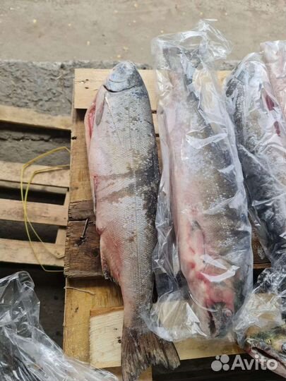 Рыба, кижуч. Доставка