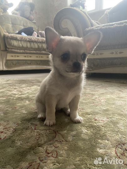Чихуахуа щенок девочка
