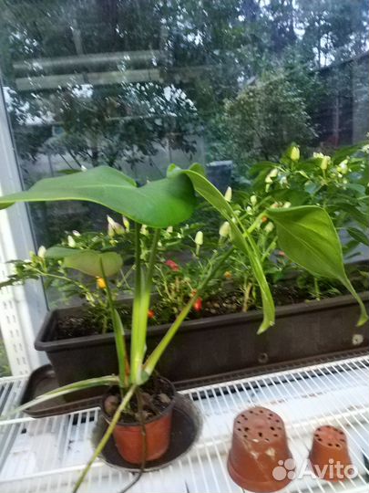 Монстера вариегатная