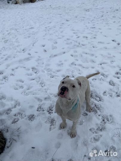 Аргентинский дог вязка