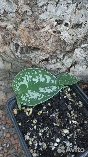 Сциндапсус расписной