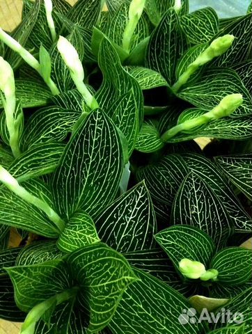 Лудизия (драгоценная орхидея) с доставкой