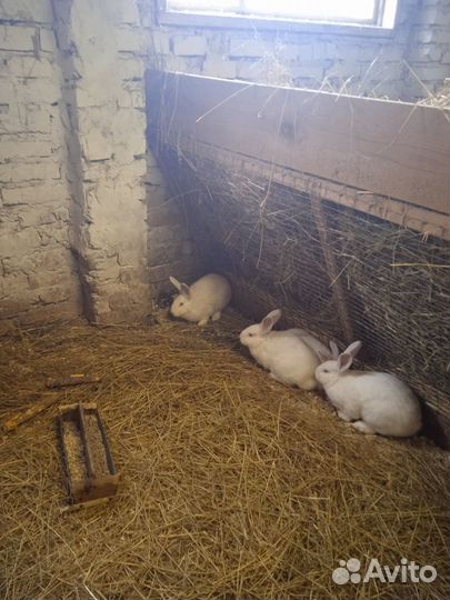 Калифорнийские кролики