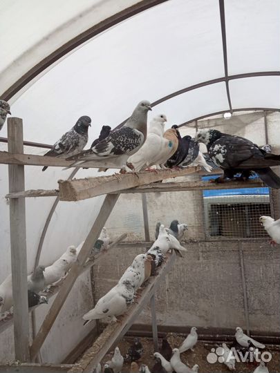 Голуби породистые