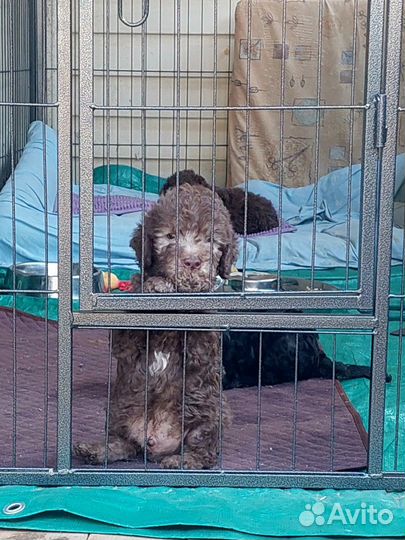 Щенки бедлингтон терьера