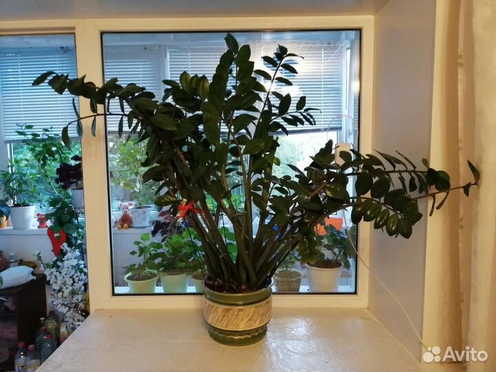 Замиокулькас