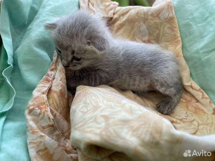 Британская кошка в дар