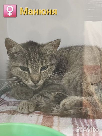 Кошки и коты с Домбасса бывшедомашние