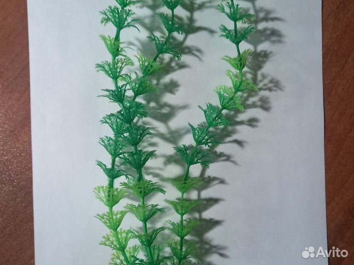 Меченосцы, моллинезии, пецилии