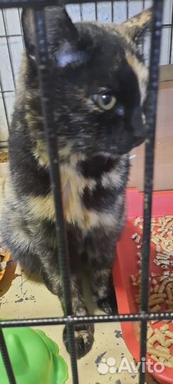Отдам кошку