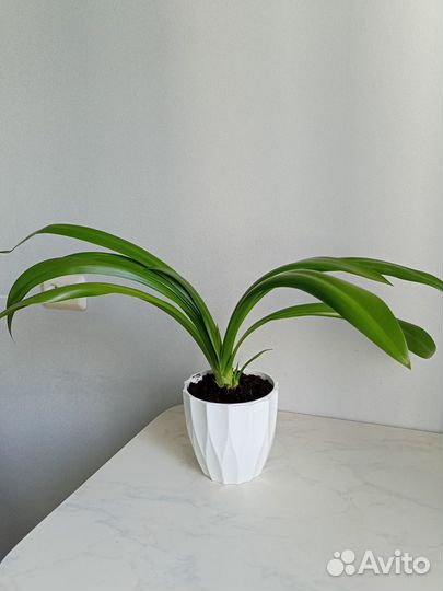 Цветок- Гименокаллис