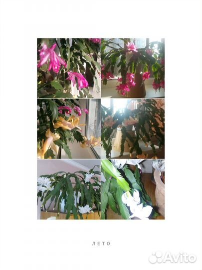 Декабрист шлюмбергера