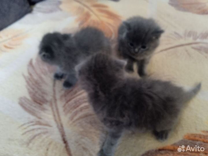 Отдам котят в добрые руки