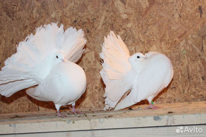 Голуби
