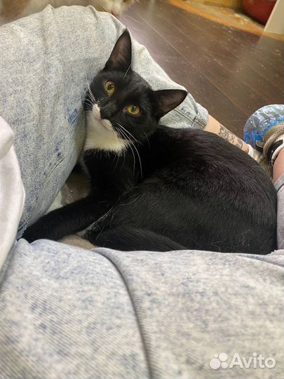 Желтоглазый красавчик Джек в поисках своей семьи