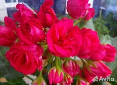 Пеларгония герань Ю-Анна Каренина