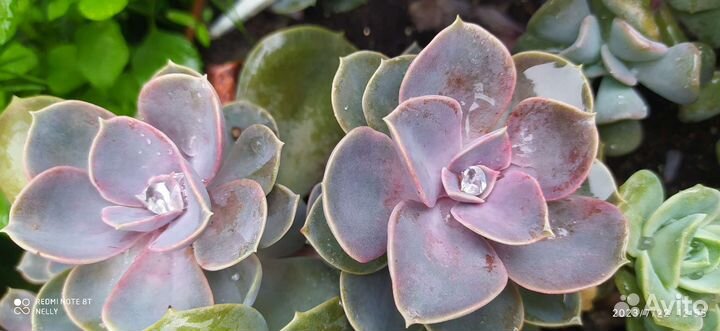 Комнатные растения