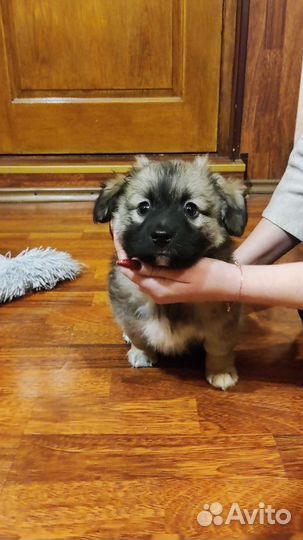 Щенки, собаки