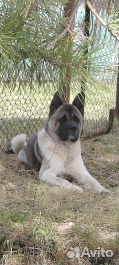 Американская акита вязка