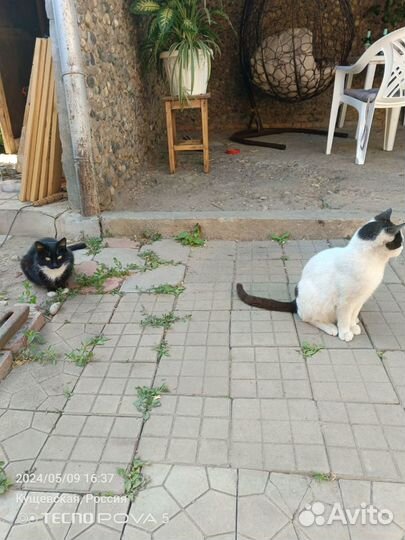 Котята в добрые руки даром бесплатно