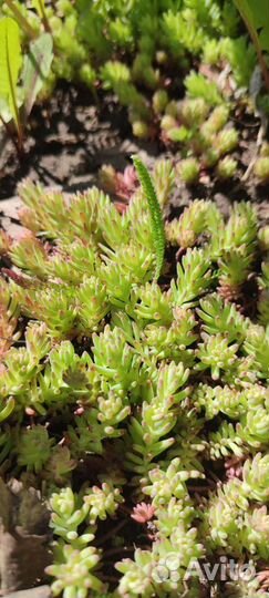 Очиток, каменные розы