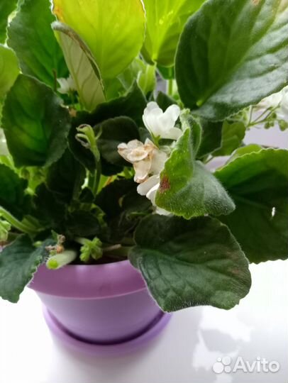 Фиалка в горшках