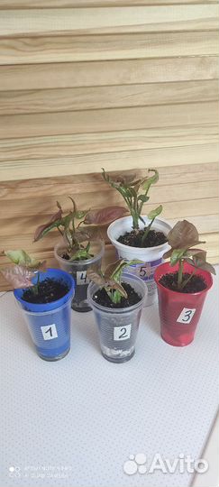 Сциндапсус неон