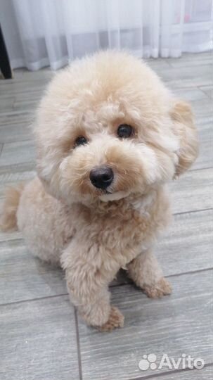 Той пудель мини мальчик