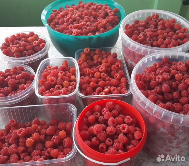 Саженцы малины морозостойкие