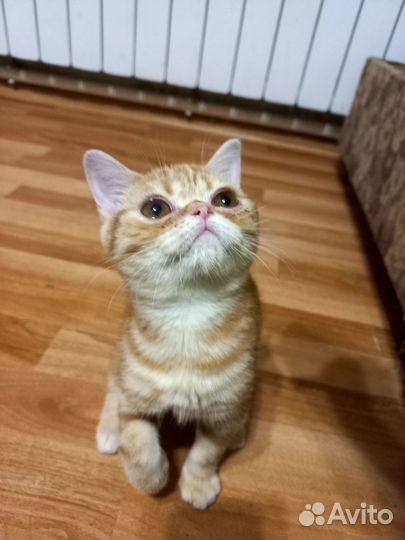 Шотландский котёнок