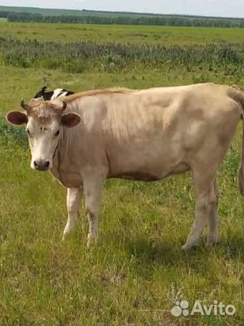 Нетель Швиц+Джерси