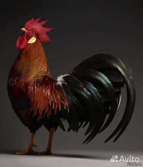 Петух