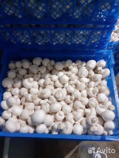 Грибы шампиньоны