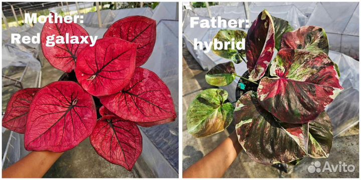 Семена каладиума