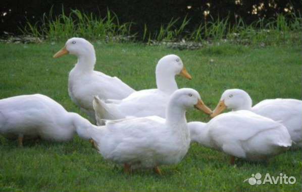 Индюшата, гусята, утята, цыплята бройлеры