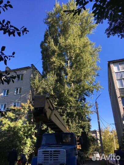 Спил деревьев,опиливание,обрезка,вывоз