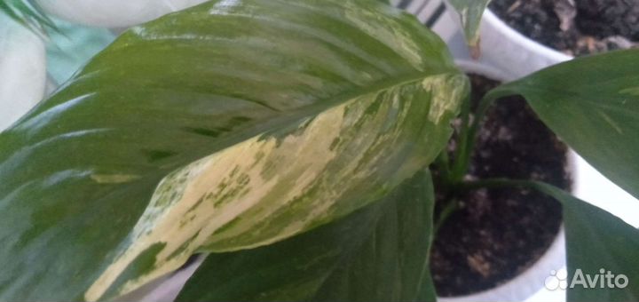 Спатифиллум Гаити