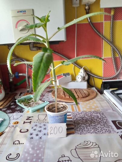 Комнатные цветы