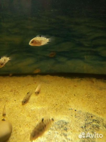 Цихлозома чернополосая