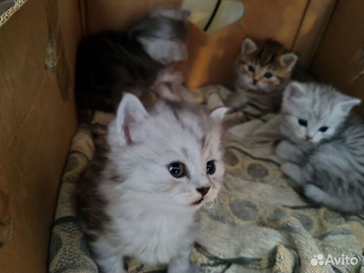 Котята курильский бобтейл