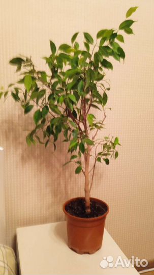Фикус бенджамина Наташа