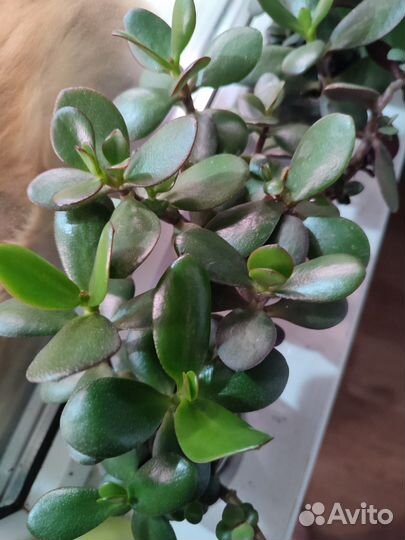 Крассула овата, толстянка