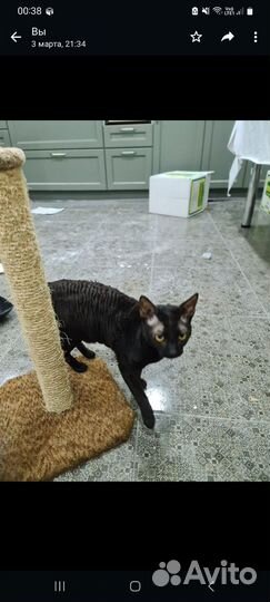 Корниш-рекс