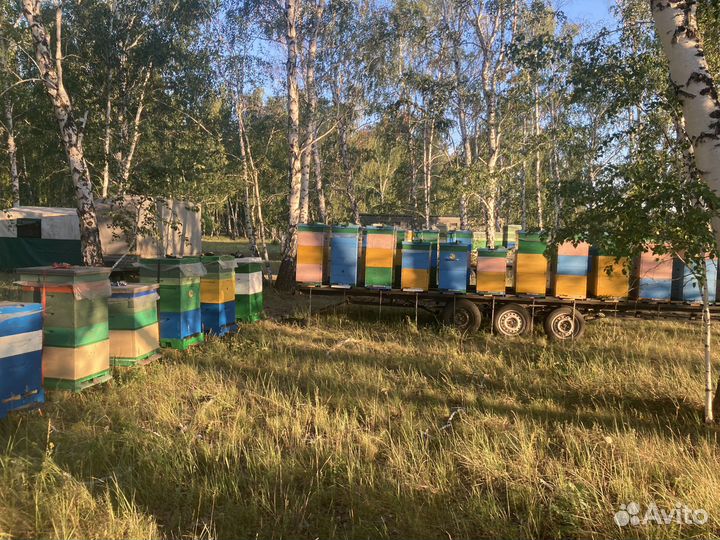 Мед настоящий