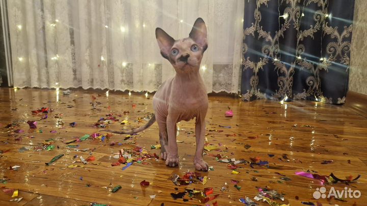 Канадский сфинкс котенок