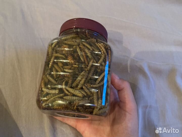 Вкусняшка для хомяков из червяков от little ONE