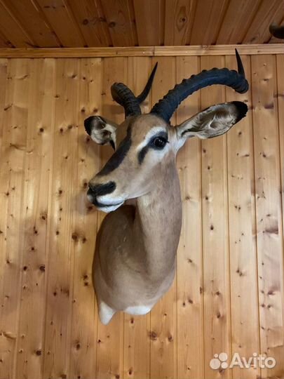 Чучела животных. Чучело Антилопы Импала