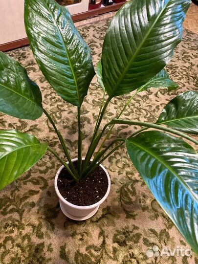 Спатифиллум королевский